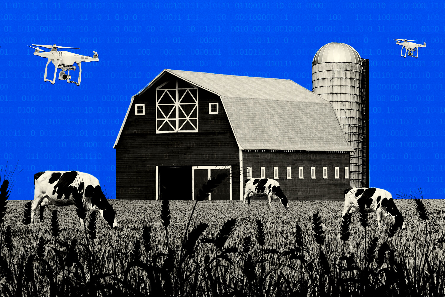 A barn and cows in a field with two drones hovering overhead and a blue sky.