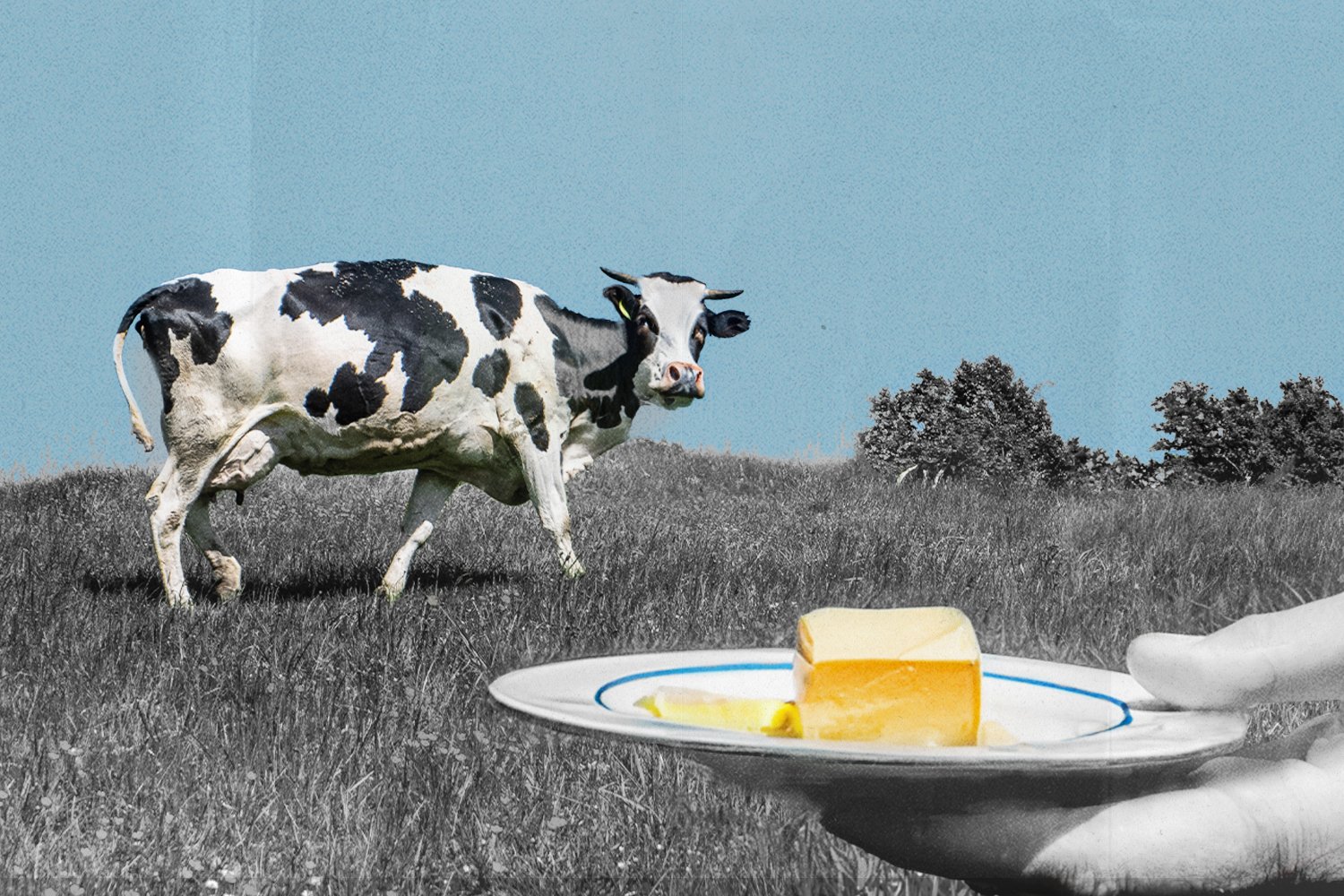 An illustration of a cow in a field in the background and a hand holding a plate of butter in the foreground.